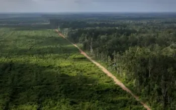 Hutan Indonesia Terus Berkurang, Risiko Bencana Alam Semakin Mengancam