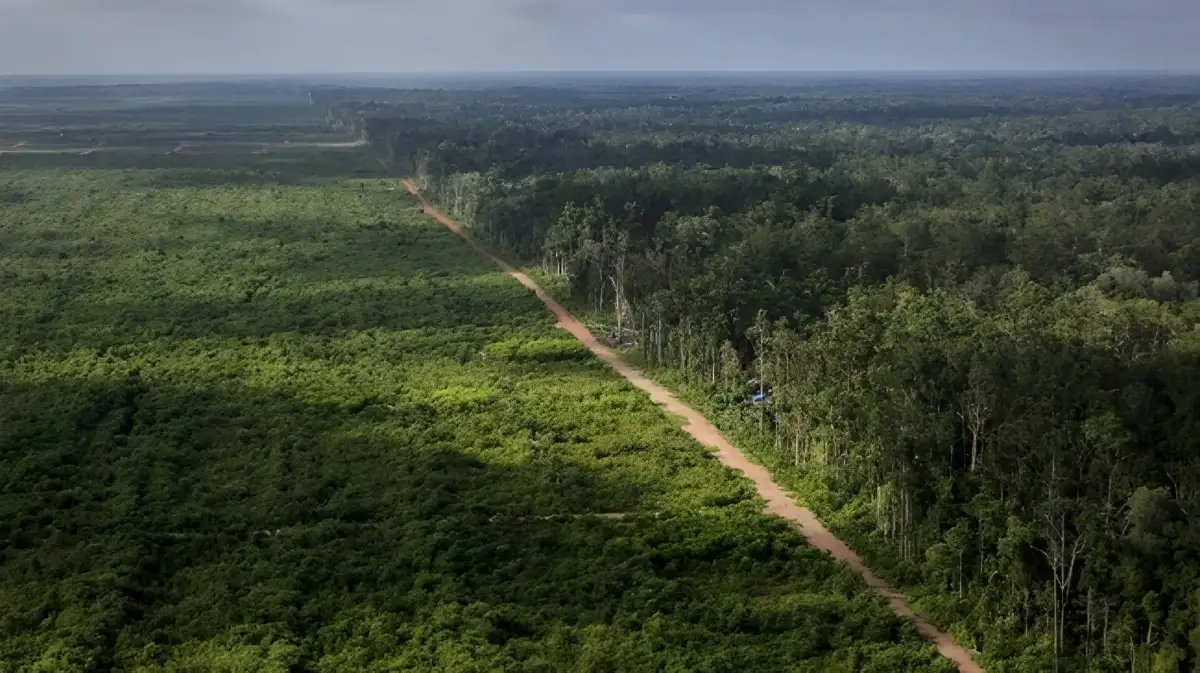 Hutan Indonesia Terus Berkurang, Risiko Bencana Alam Semakin Mengancam