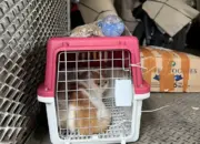 Layanan Pengiriman Hewan Peliharaan KAI Logistik Meningkat, Jawaban Mudik dan Libur Nataru Bersama Anabul