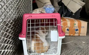 Layanan Pengiriman Hewan Peliharaan KAI Logistik Meningkat, Jawaban Mudik dan Libur Nataru Bersama Anabul