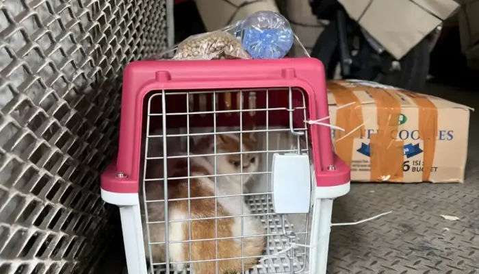 Pengiriman Hewan Peliharaan KAI Logistik Tumbuh, Jawab Kebutuhan Mobilitas Aman Jelang Nataru