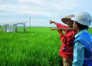 Smart Farming PLN Bangkitkan Kesejahteraan Petani Trimomukti 15 Program Smart Farming PLN Bantu Sejahterakan Petani Trimomukti, Lampung Selatan