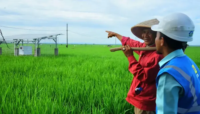 Smart Farming PLN Bangkitkan Kesejahteraan Petani Trimomukti