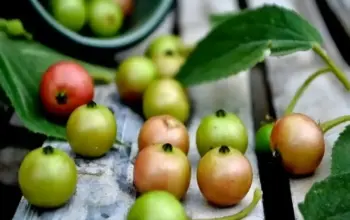 10 Khasiat Buah Ceri untuk Kesehatan, Salah Satunya Bantu Turunkan Tekanan Darah