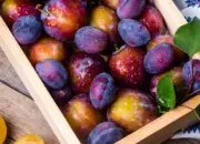 Beragam Manfaat Buah Plum bagi Kesehatan Tubuh
