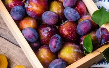 6 Manfaat Buah Plum bagi Kesehatan Tubuh Secara Keseluruhan