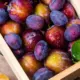 6 Manfaat Buah Plum bagi Kesehatan Tubuh Secara Keseluruhan