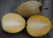 7 Manfaat Buah Sawo bagi Kesehatan Tubuh