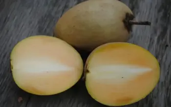 7 Manfaat Buah Sawo bagi Kesehatan, Tak Hanya Menambah Energi tetapi Juga Menyehatkan Kulit