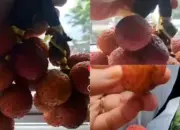 Dikira Leci, Wanita Ini Kaget Beli Rambutan “Gundul” Rp50 Ribu di Lampu Merah Purwakarta 10 Apes! Warga Tertipu Beli “Leci” Rp50 Ribu di Lampu Merah Sadang, Isinya Tak Sesuai Harapan