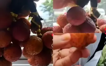 Dikira Leci, Wanita Ini Kaget Beli Rambutan “Gundul” Rp50 Ribu di Lampu Merah Purwakarta 3 Apes! Warga Tertipu Beli “Leci” Rp50 Ribu di Lampu Merah Sadang, Isinya Tak Sesuai Harapan