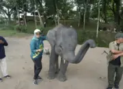 Bupati Lampung Timur Dorong Kolaborasi Daerah untuk Dukung Pemulihan Ekosistem Way Kambas