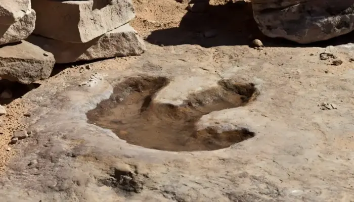 AI DinoTracker Hadir untuk Mengungkap Misteri Jejak Kaki Dinosaurus Purba