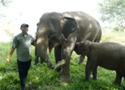 Gubernur Lampung Usulkan Pembangunan Batas Permanen untuk Atasi Konflik Gajah–Manusia di Way Kambas