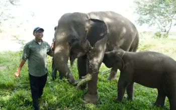 Gubernur Lampung Usulkan Pembangunan Batas Permanen untuk Atasi Konflik Gajah–Manusia di Way Kambas