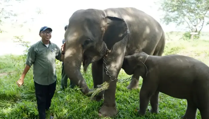Gubernur Lampung Dorong Penanganan Terpadu Konflik Gajah dan Manusia di Way Kambas