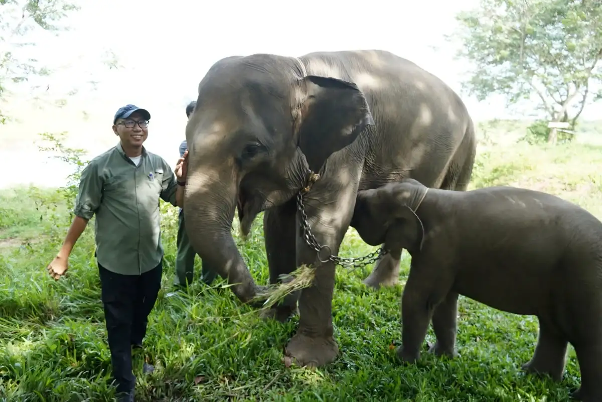 Gubernur Lampung Usulkan Pembangunan Batas Permanen untuk Atasi Konflik Gajah–Manusia di Way Kambas