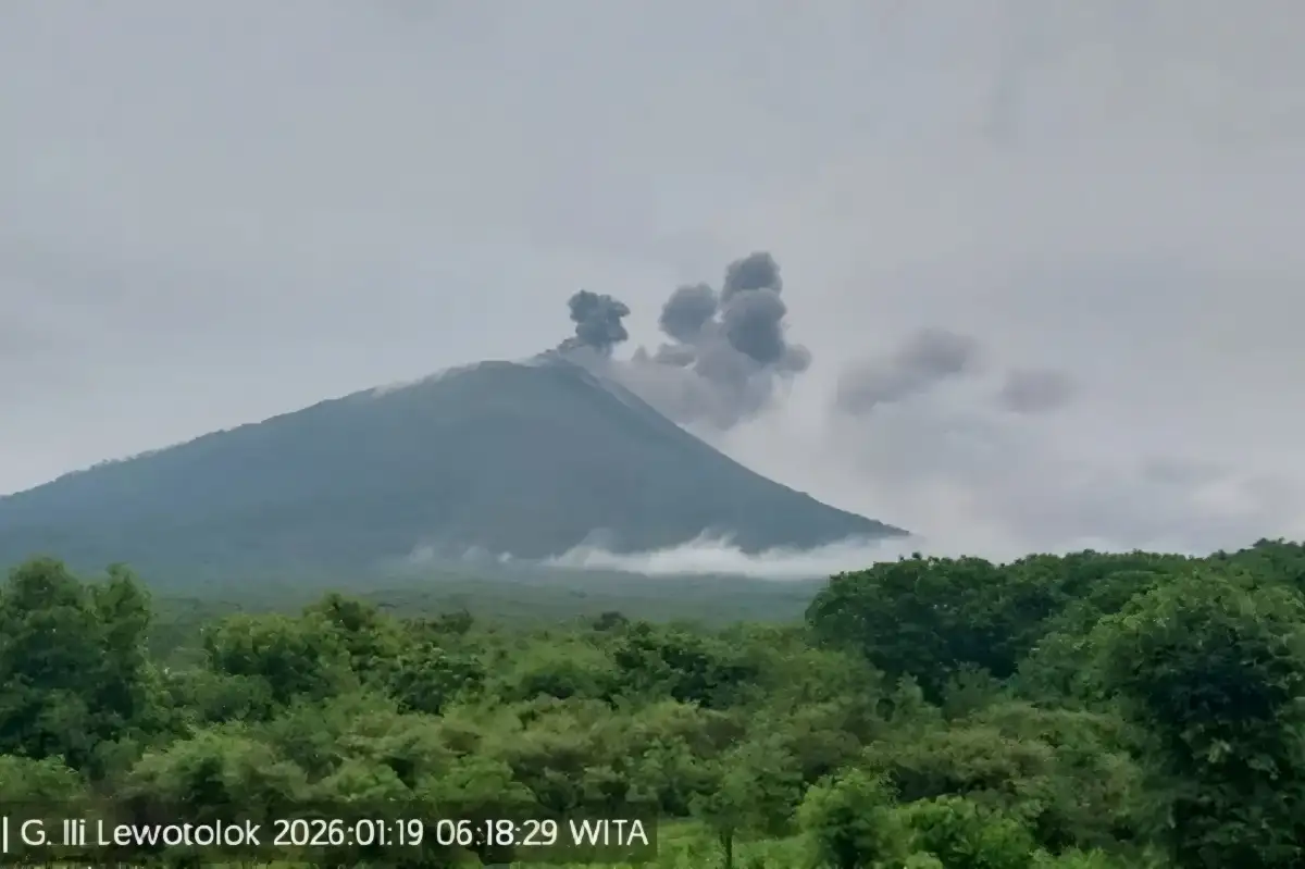 Gunung Ili Lewotolok Meletus Lagi Pagi Ini, Kolom Abu Terpantau ke Arah Timur