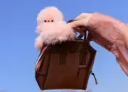 Mirumi, Robot Mini Jepang yang Siap Ubah Tren Bag Charm di Dunia Fashion