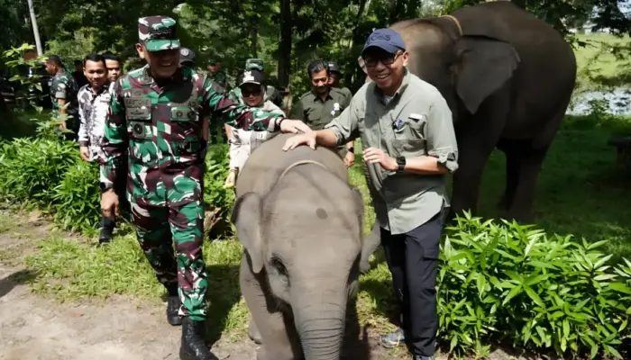 Konflik Gajah Liar di Way Kambas Menuju Solusi, Pagar Permanen dan Keterlibatan TNI Disiapkan