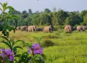 Pemprov Lampung Intensifkan Penanganan Konflik Manusia dan Gajah Sumatera di TNWK