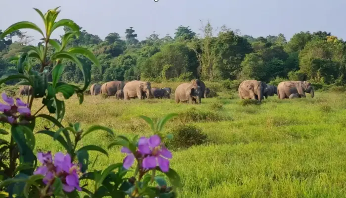 Pemprov Lampung Intensifkan Penanganan Konflik Manusia dan Gajah Sumatera di TNWK