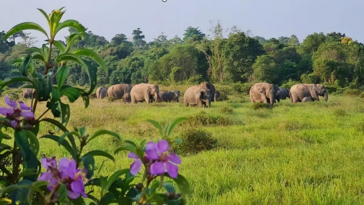 Pemprov Lampung Percepat Mitigasi Konflik Gajah di Way Kambas, Pembangunan Tanggul Digenjot