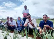 Polinela Kembangkan Galur Ubi Jalar Unggul Polinela-1 dan Polinela-2, Hasil Riset Bertahun-Tahun 10 Polinela Tanam Ubi Jalar Unggul Hasil Penelitian Budidaya di Lampung Barat