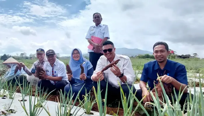 Polinela Kembangkan Galur Ubi Jalar Unggul Polinela-1 dan Polinela-2, Hasil Riset Bertahun-Tahun