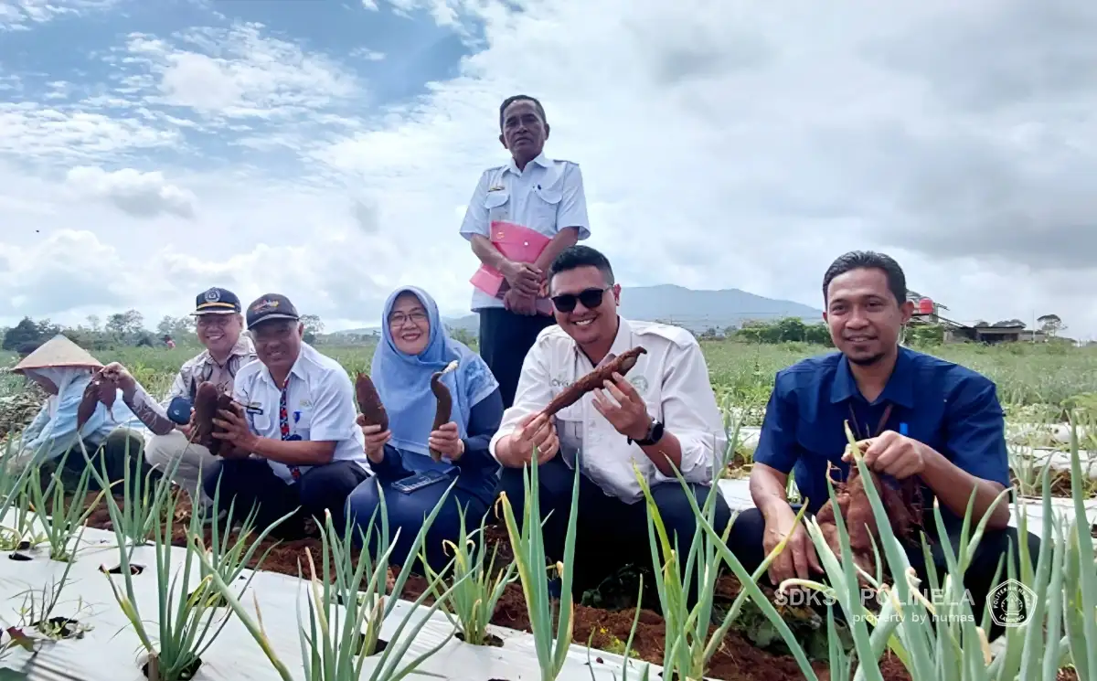 Polinela Tanam Ubi Jalar Unggul Hasil Penelitian Budidaya di Lampung Barat