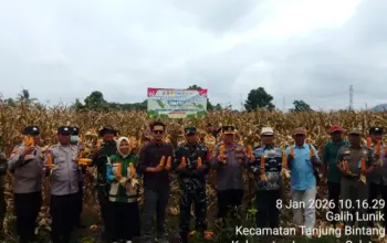 Polsek Tanjung Bintang Gelar Panen Raya Jagung di Galih Lunik, Dukung Ketahanan Pangan Nasional