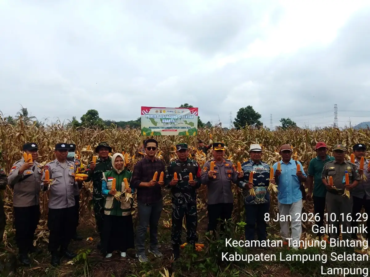 Polsek Tanjung Bintang Gelar Panen Raya Jagung di Galih Lunik, Dukung Ketahanan Pangan Nasional