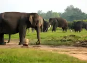 Presiden Prabowo Gandeng Raja Inggris untuk Pemulihan Ekosistem Way Kambas Lampung