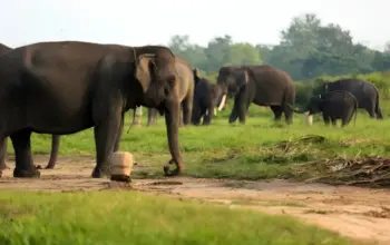 Presiden Prabowo Gandeng Raja Inggris untuk Pemulihan Ekosistem Way Kambas Lampung