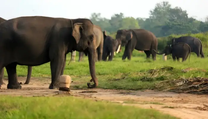 Gandeng Raja Inggris, Presiden Prabowo Prioritaskan Pemulihan Ekosistem Way Kambas Lampung