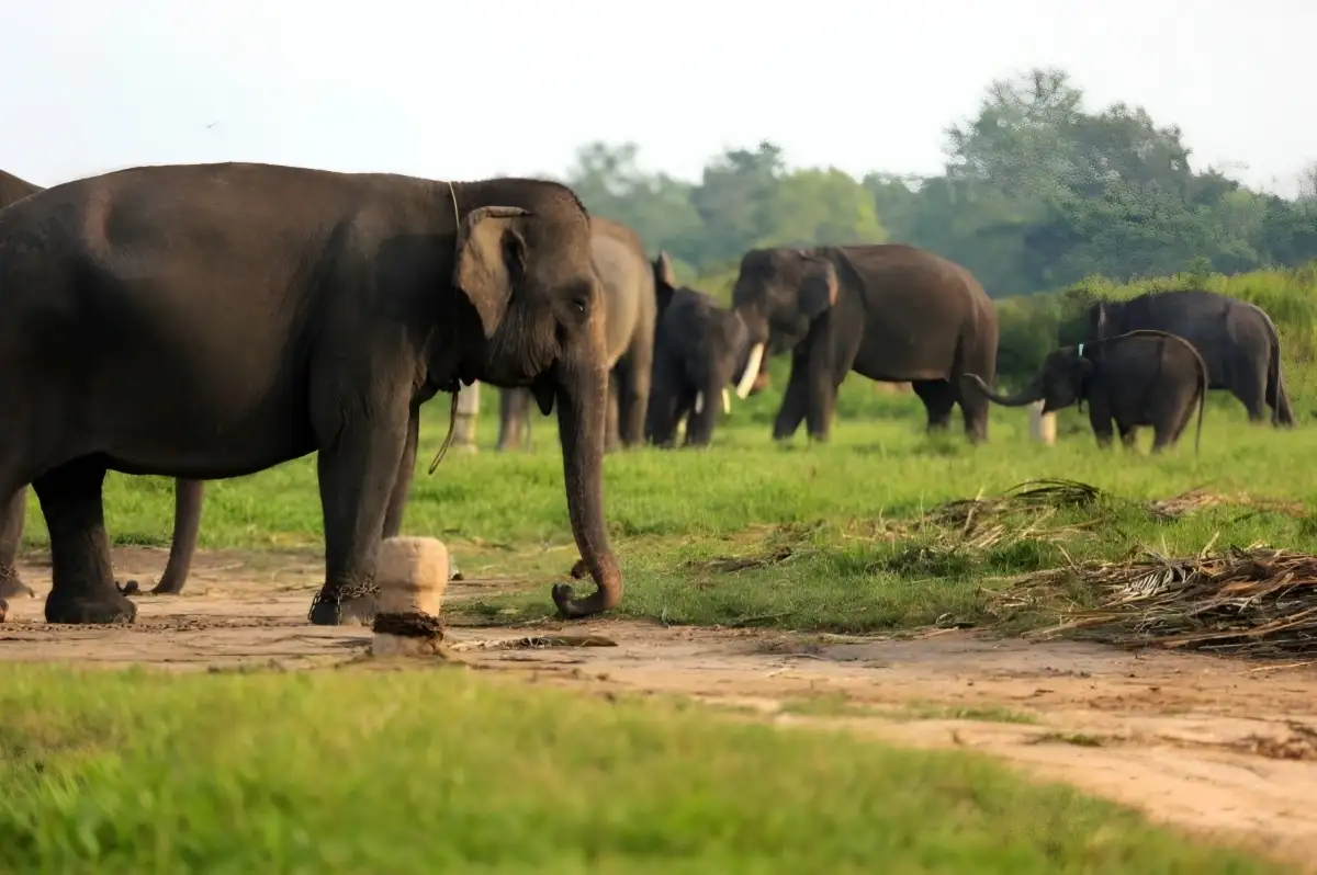 Presiden Prabowo Gandeng Raja Inggris untuk Pemulihan Ekosistem Way Kambas Lampung