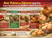 Produktivitas Tinggi! Pakan dan Takaran Tepat Bikin Ayam Kampung ELBA Gacor Bertelur