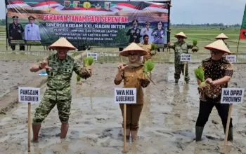 Program Tanam Serentak di Lampung Timur, Kodam Radin Inten Targetkan Lompatan Produksi Beras