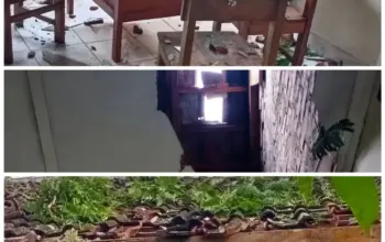 SD Negeri Banteng Pakem Rusak Dihantam Hujan Lebat dan Angin Kencang, Kerugian Capai Rp50 Juta