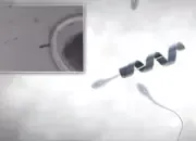 Spermbot, Robot Mikro yang Membantu Sperma Lemah Mencapai Sel Telur Tanpa IVF