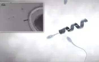 Spermbot, Robot Mikro yang Membantu Sperma Lemah Mencapai Sel Telur Tanpa IVF