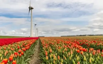 Beasiswa VU Amsterdam untuk S2: Biaya Kuliah Ditanggung, Begini Cara Mendapatkannya