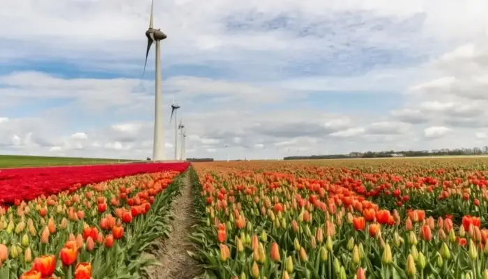 Peluang Beasiswa S2 di Belanda: VU Amsterdam Tanggung Biaya Kuliah Penuh