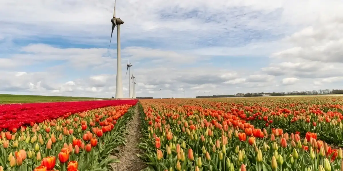 Beasiswa VU Amsterdam untuk S2: Biaya Kuliah Ditanggung, Begini Cara Mendapatkannya