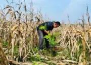 KONI Lampung Tanam Ratusan Bibit Pohon, Dorong Pengembangan Sport Ecotourism di Kotabaru