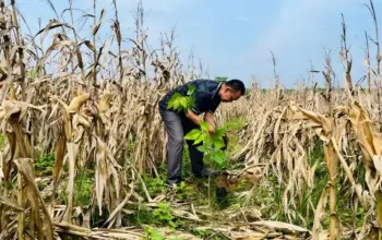 KONI Lampung Tanam Ratusan Bibit Pohon, Dorong Pengembangan Sport Ecotourism di Kotabaru