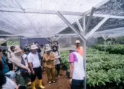 Lampung Timur Genjot Agroforestri Kakao Berkelanjutan untuk Perkuat Ekonomi Warga Sekitar Hutan