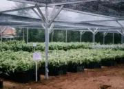 Menelisik Potensi Kakao Lampung Timur, Satu Hamparan Setara Tiga Hektare