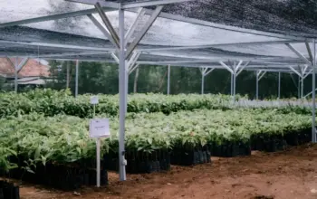 Menelisik Potensi Kakao Lampung Timur, Satu Hamparan Setara Tiga Hektare