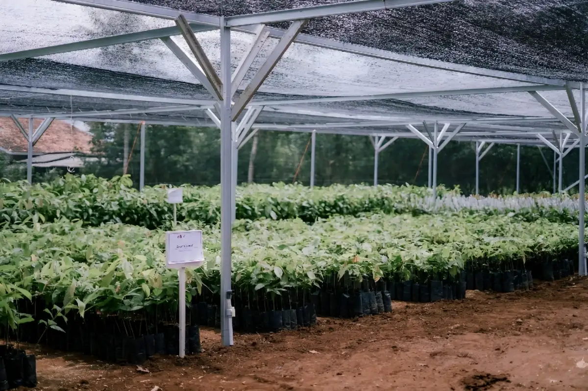 Menelisik Potensi Kakao Lampung Timur, Satu Hamparan Setara Tiga Hektare